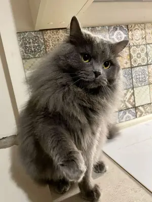 Persian male cat available for responsible breeding
