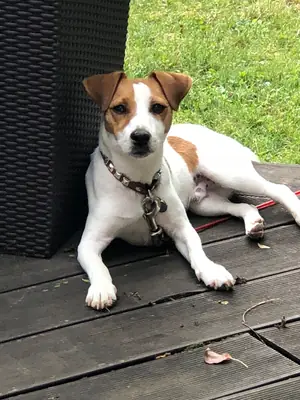 Sevgi dolu bir yuva arayan erkek Jack Russell Terrier (ücretsiz sahiplendirme).