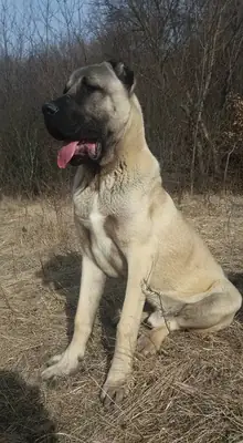 可供繁殖的坎高公犬