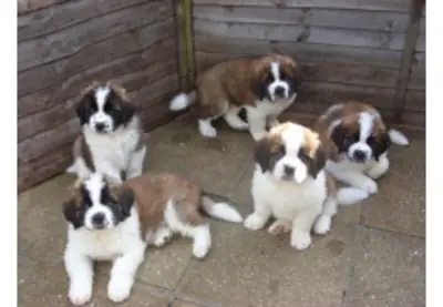 Smooth & Rough Coated Saint Bernard Puppies 
