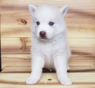 Home Reared Rare Blue Eyed Pomsky Puppy 