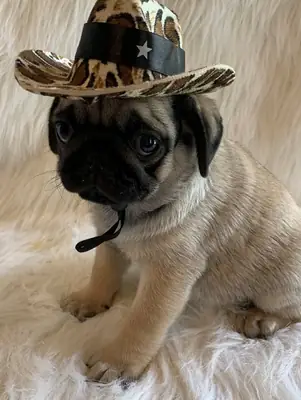 5 Beautifull Pug Puppies Kc Registered 