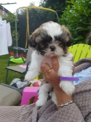 Beautiful Shih Tzu Puppies 