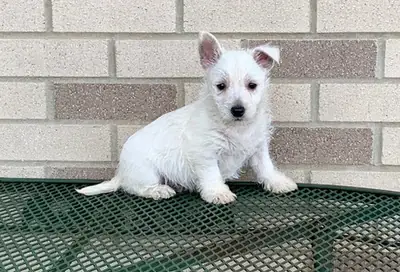  West Highland Terrier Pups Kc Registered