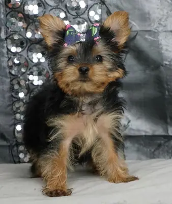  Miniature Yorkshire Terrier Puppies