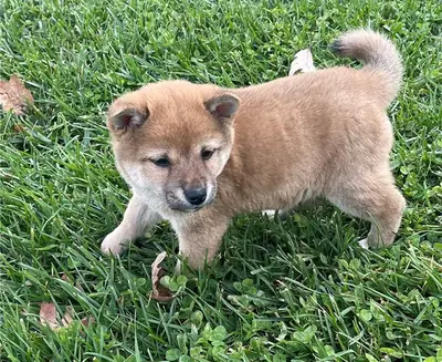 出售日本柴犬幼犬