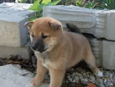 Lovely Japanese Akita Bear Head Girl And Boy