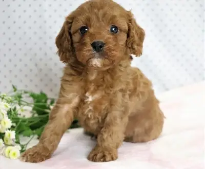 Cavapoo Puppies ready now