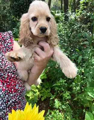 Beautiful Cocker Spaniel Puppies 