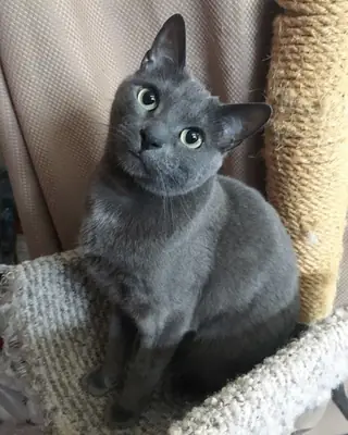 Chatte Korat, affectueuse et élevée en intérieur