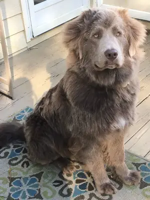 Lost Newfoundland male – large size, very gentle