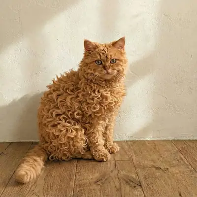 Chat mâle LaPerm disponible pour élevage responsable