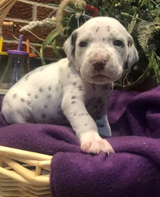 Quality Kc Registered Dalmatians 