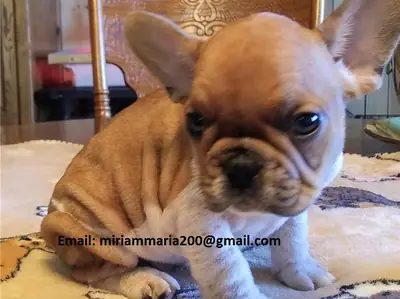 French Bulldog Puppies Kc Ready To Go!