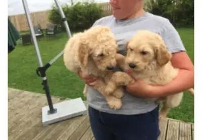 Multi Gen Golden Doodles puppies available