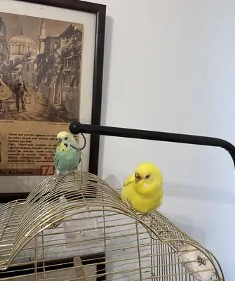 Two budgies - female and male.