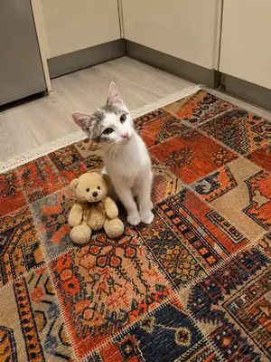Wuducan 