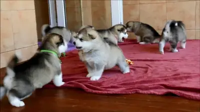 Kennel Club Registerd Alaskan Malamutes puppies for sale