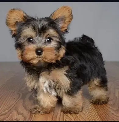 AKC Yorkshire Terrier puppies, 12 weeks old