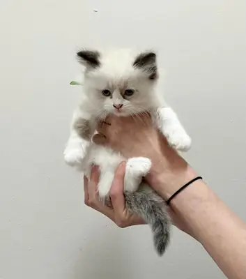 Cute Ragdoll kitten 
