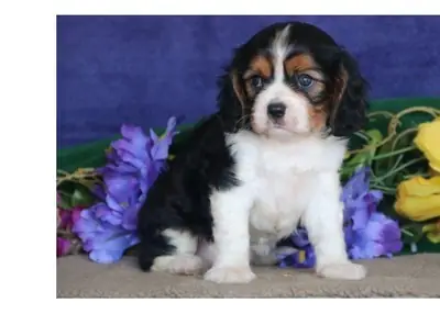 Stunning Kc Registered Cavalier King Charles puppies
