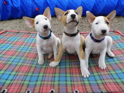   English Bull Terrier Puppies