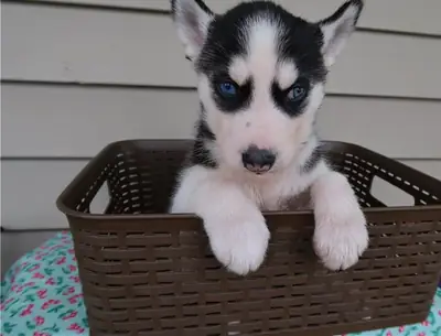 Chiots Husky Sibérien de race pure