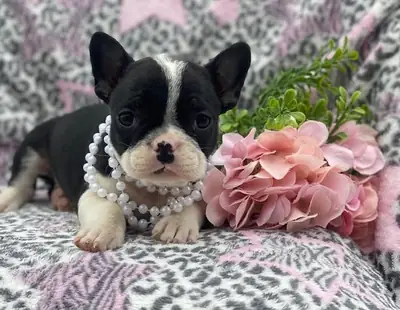  AKC quality French Bulldog Puppy for free adoption