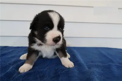 Australian Shepherd For Sale