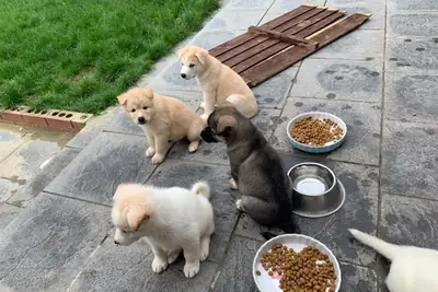 awesome Akita puppies male and females