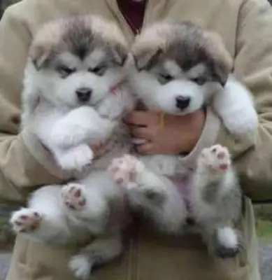 Kennel Club Registerd Alaskan Malamutes puppies for sale