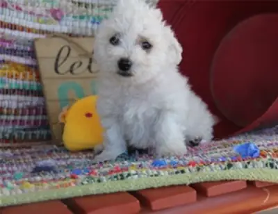   Bitchon Frise puppy for sale