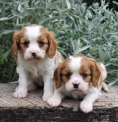 Stunning Kc Registered Cavalier King Charles puppies