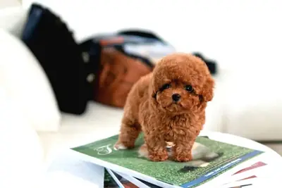 NUESTROS BEBÉS CANICHE DE JUGUETE COREANOS