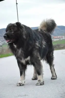 Kars Çoban Köpeği cinsi erkek köpek, sorumlu bir yuva arıyor (ücretsiz sahiplendirme).
