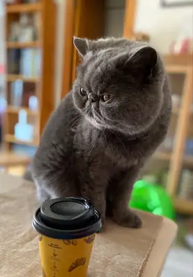 Chatte Exotic Shorthair élevée en intérieur avec soin