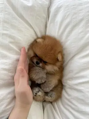 Sosyal becerileri gelişmiş ve sağlıklı dişi Pomeranya yavrusu.