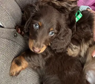 Cachorros Dachshund Miniatura de pelo largo, registrados en el Kennel Club, con pedigrí de campeones