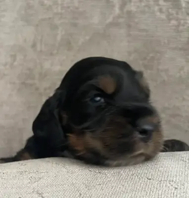 IMPRESIONANTES CACHORRITAS DE COCKER SPANIEL DE EXPOSICIÓN