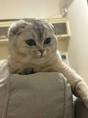 Estamos buscando una compañera femenina para nuestro hijo de 2 años.