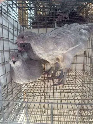 Irkı Lavender olarak geçiyor 