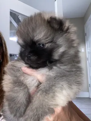 Cachorro macho de Pomerania criado en interiores con gran temperamento.