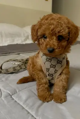 Cachorro caniche macho, inteligente y cuidadosamente criado.