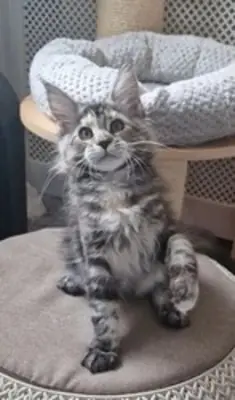 Full Bred Maine coons