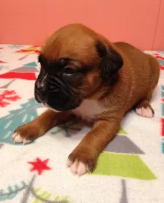 Registered Deep Red Boxer Puppies Ready Now