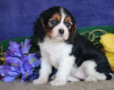 Stunning Kc Registered Cavalier King Charles puppies