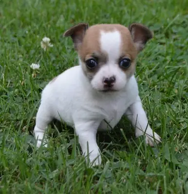 2 Male and female Chihuahua Puppies