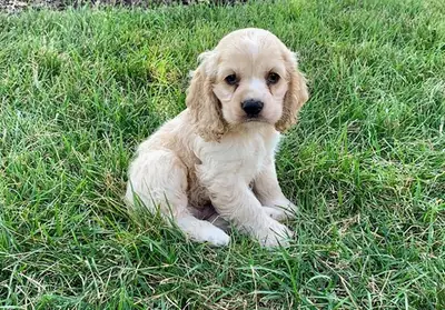 Beautiful Cocker Spaniel Puppies 