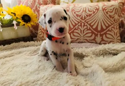 Quality Kc Registered Dalmatians 