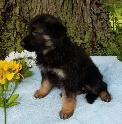 Black And Tan German Shepherd Puppy 